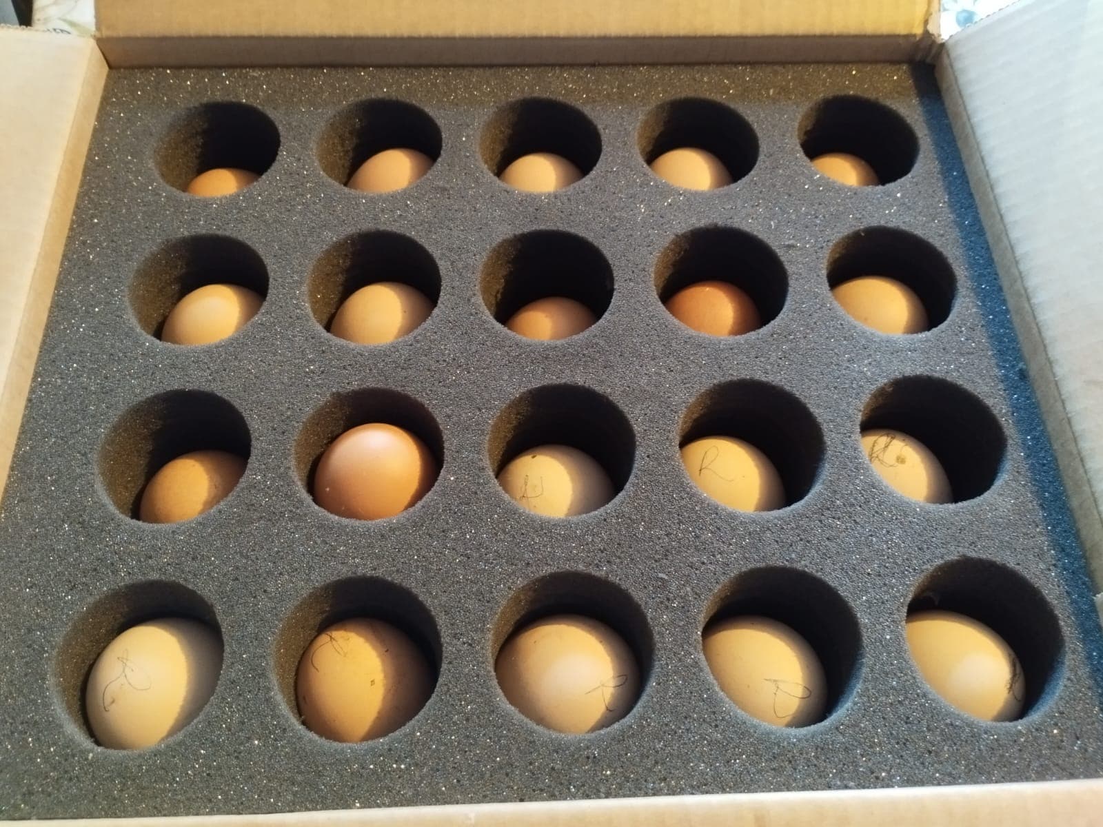 Cajas para huevos fértiles
