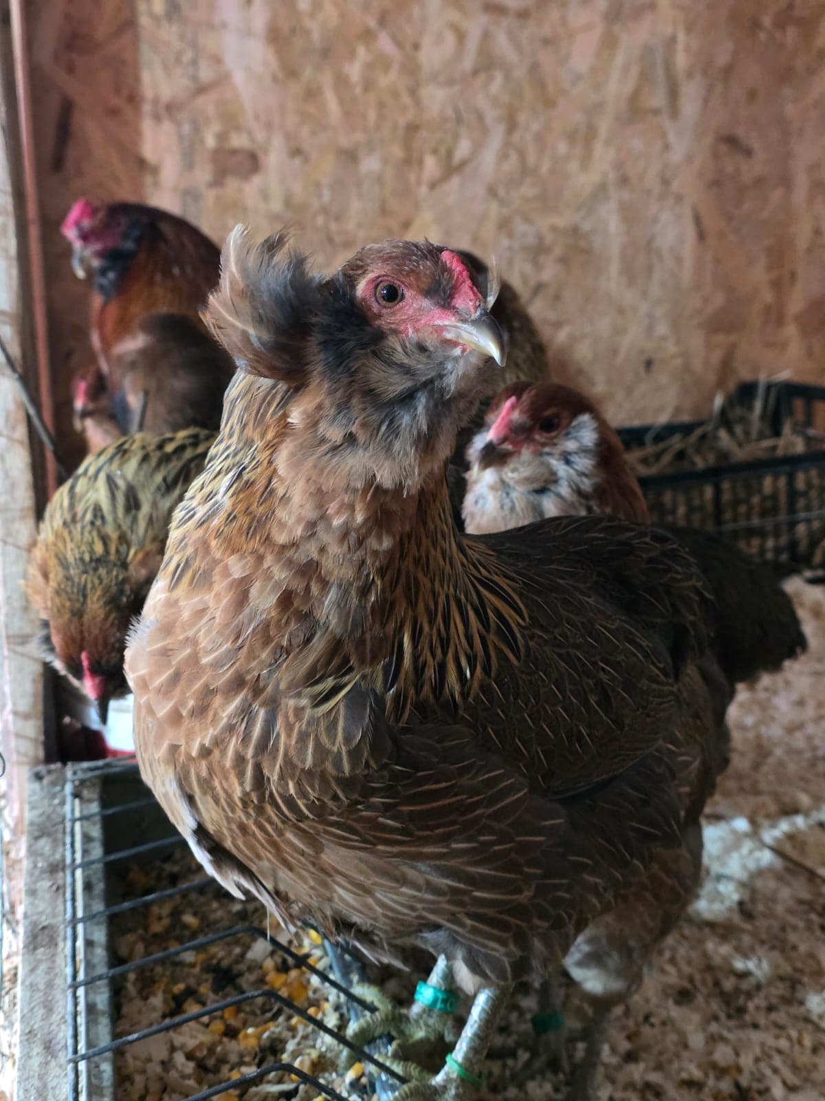 Brahma — galería foto 1