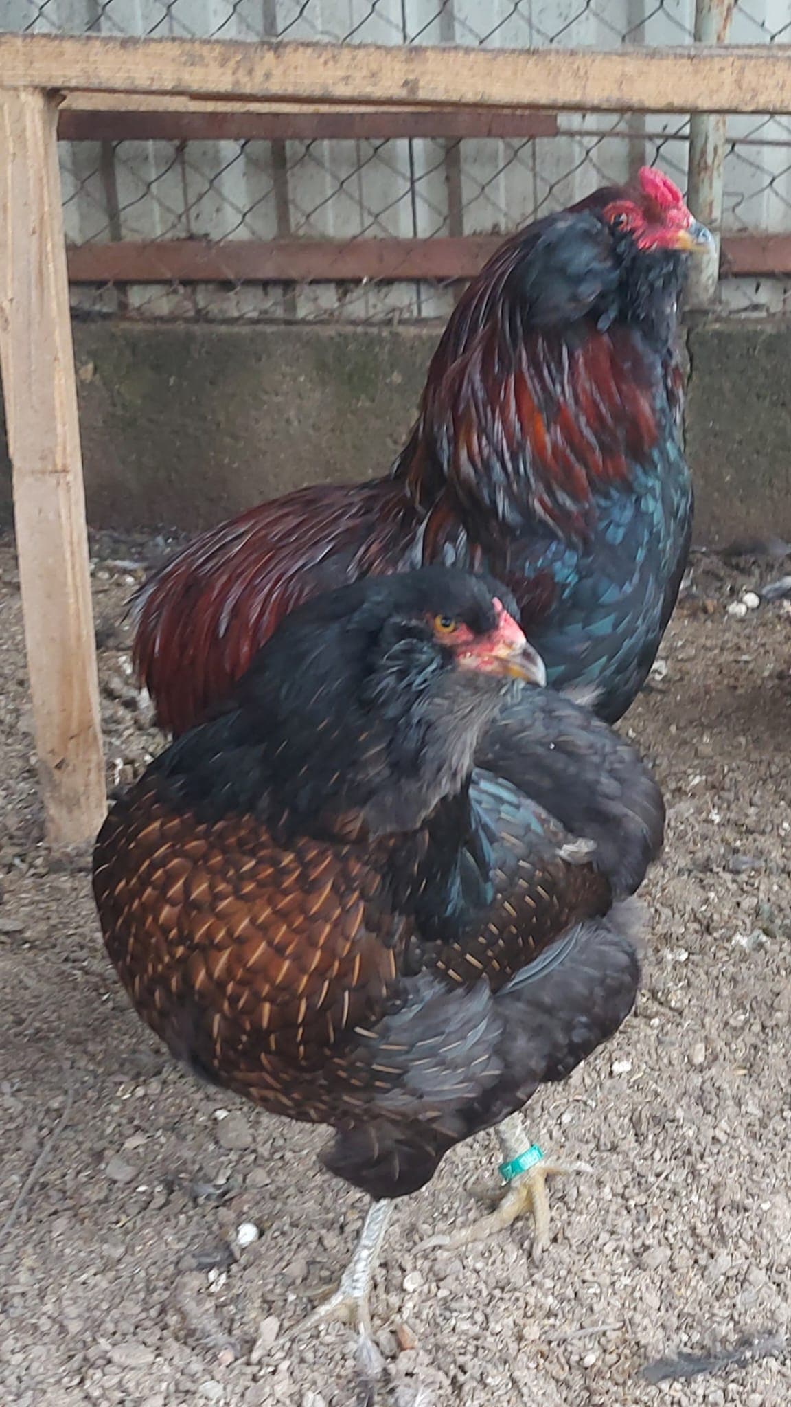 Brahma — galería foto 2