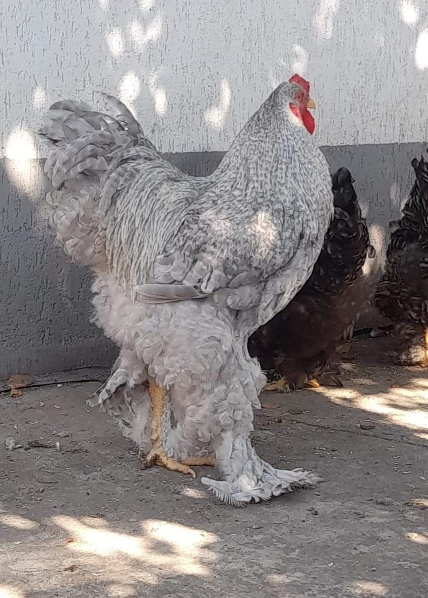 Brahma — galería foto 15
