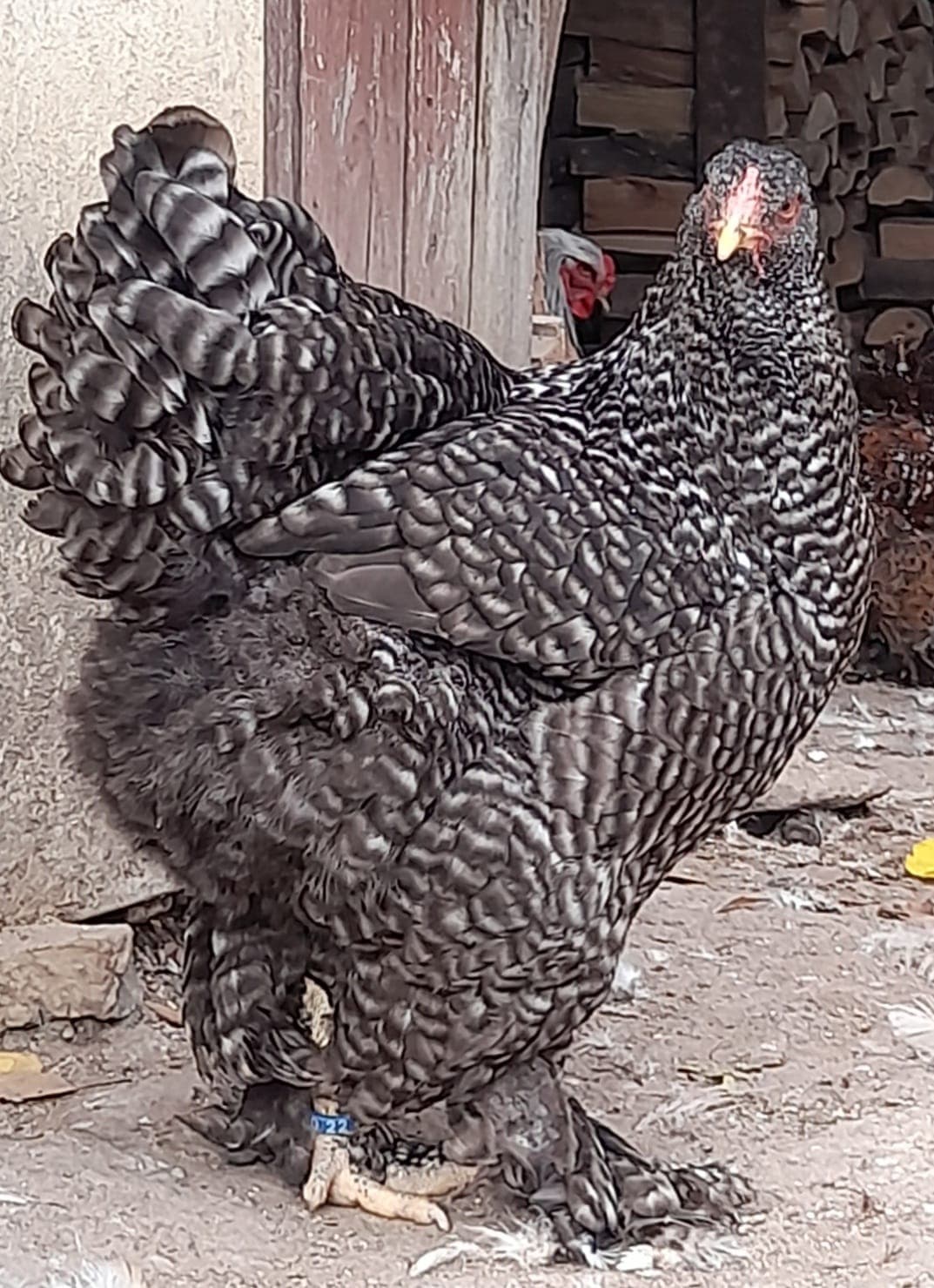 Brahma — galería foto 16