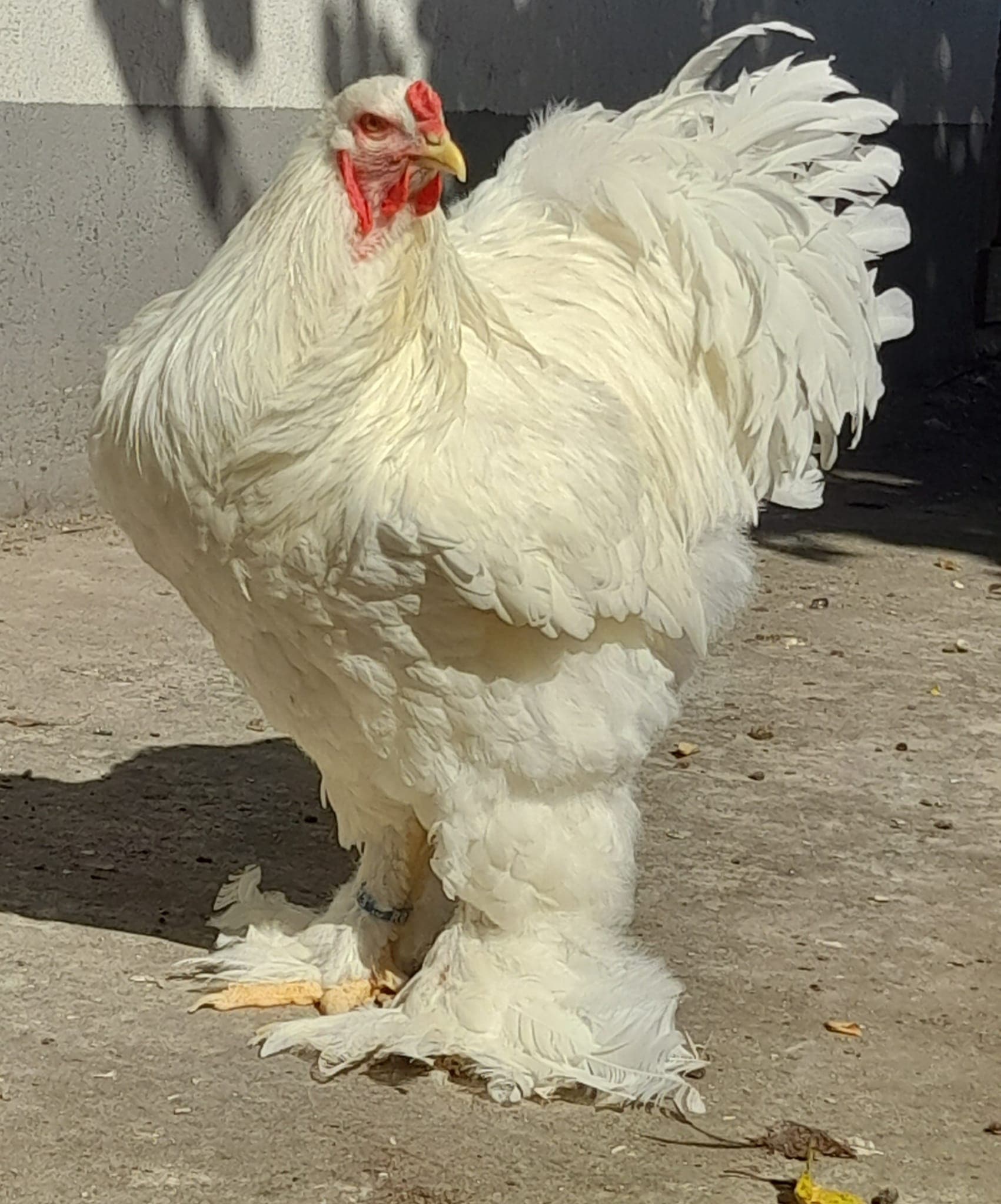 Brahma — galería foto 18