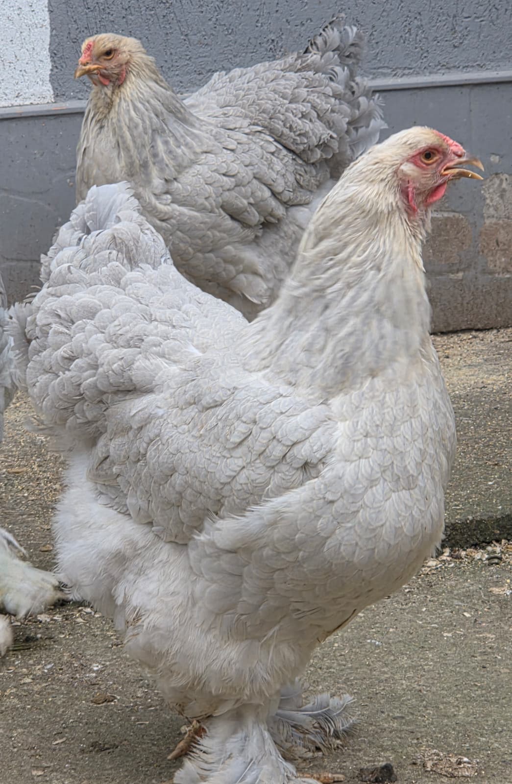 Brahma Isabel
