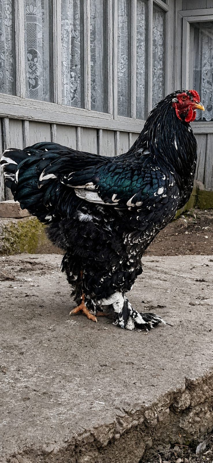 Brahma Moteado Negro