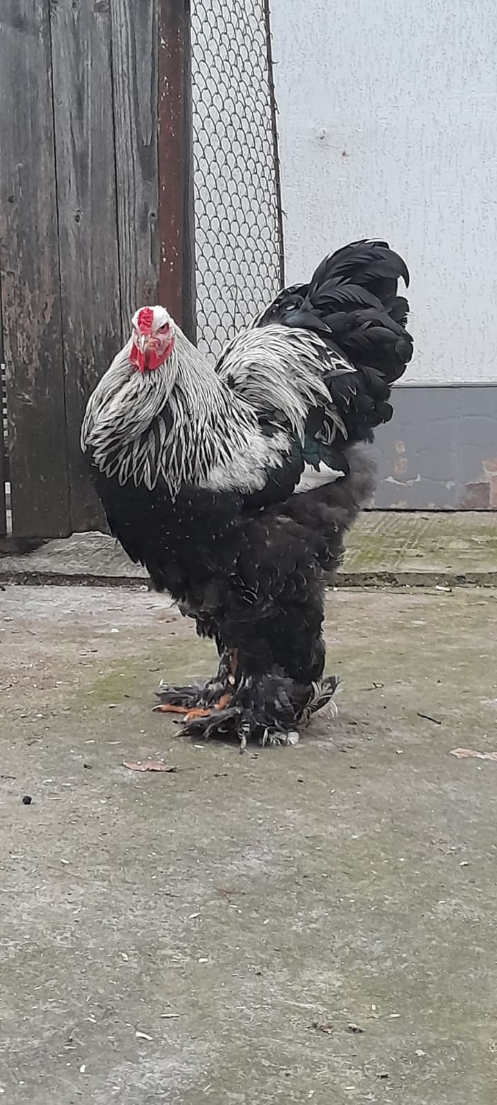 Brahma Perdiz Plata