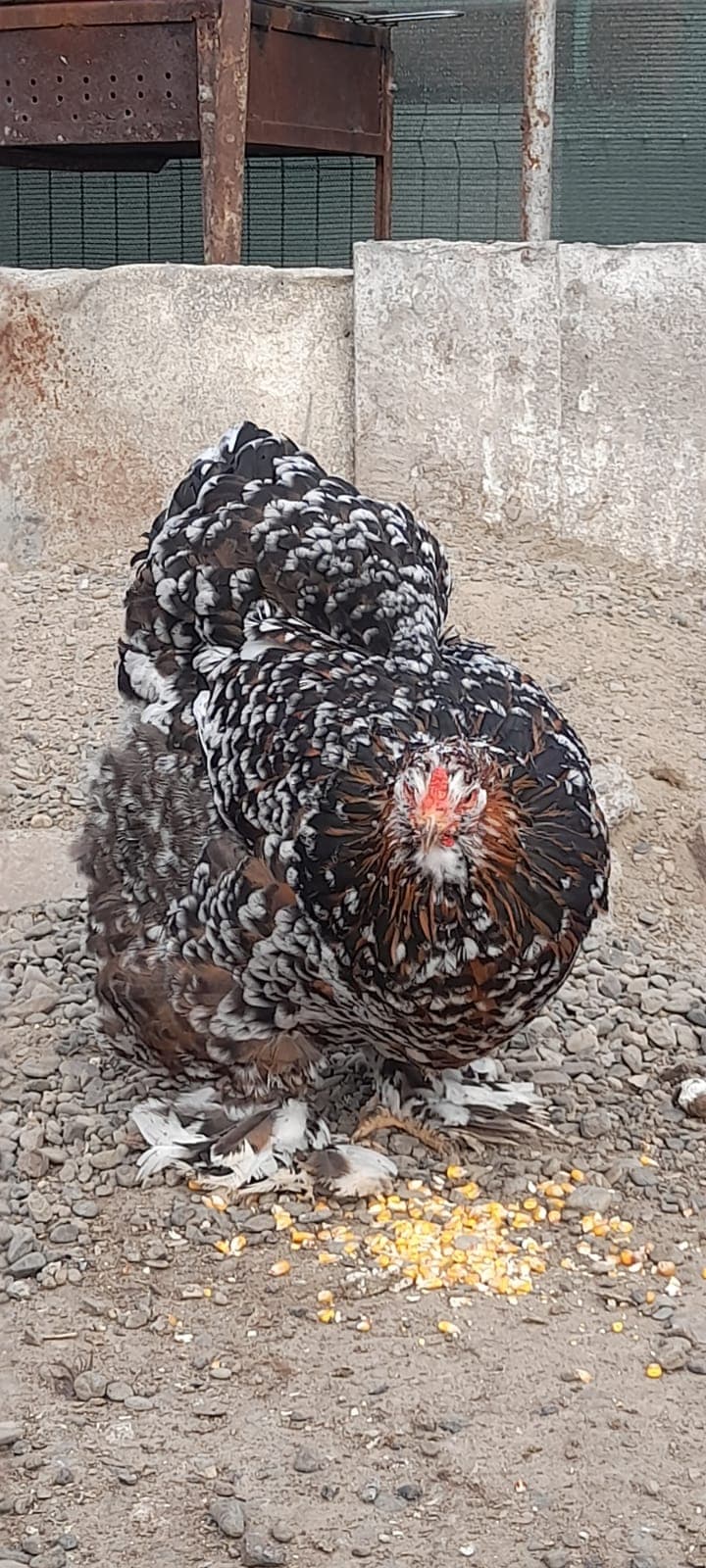 Brahma — galería foto 29