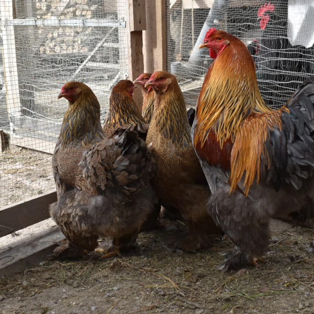 Brahma Aperdizado