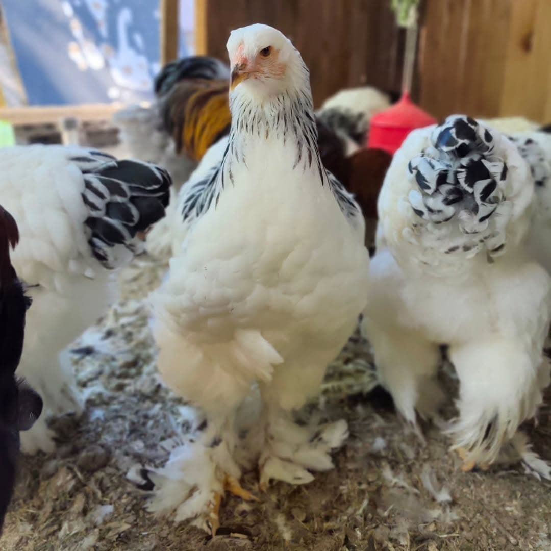 Gallo Brahma del criadero Sant Pere Pescador