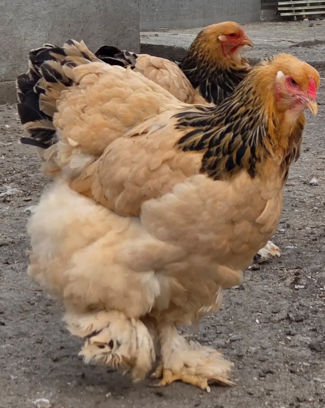 Brahma Colombia