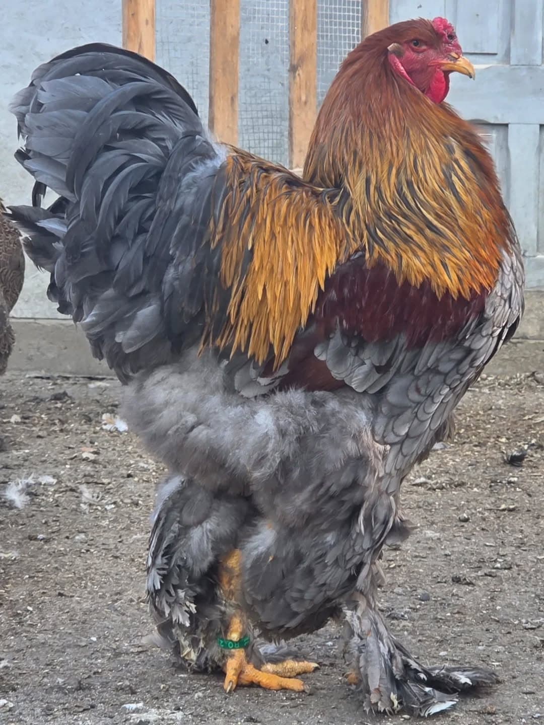 Brahma del criadero